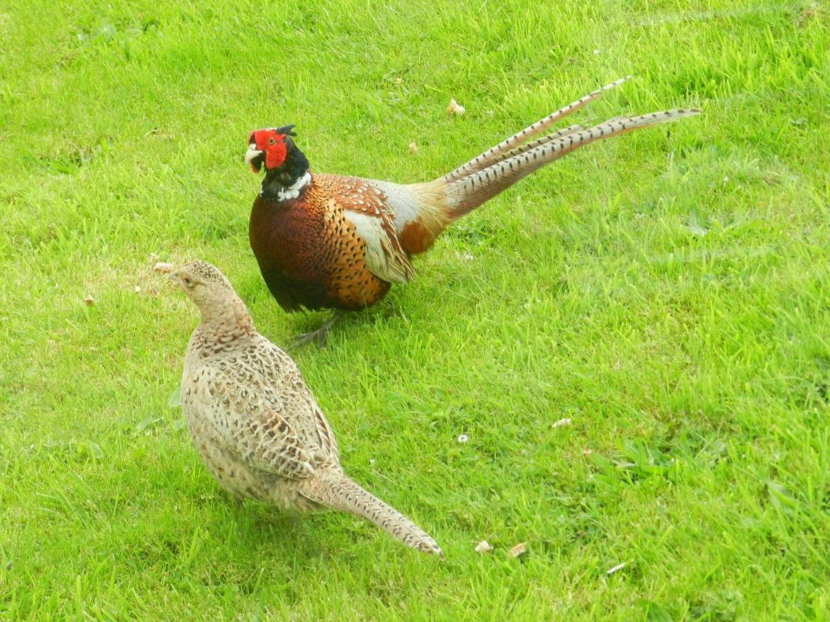 Greenways Valley Holiday Park Great Torrington Eksteriør bilde
