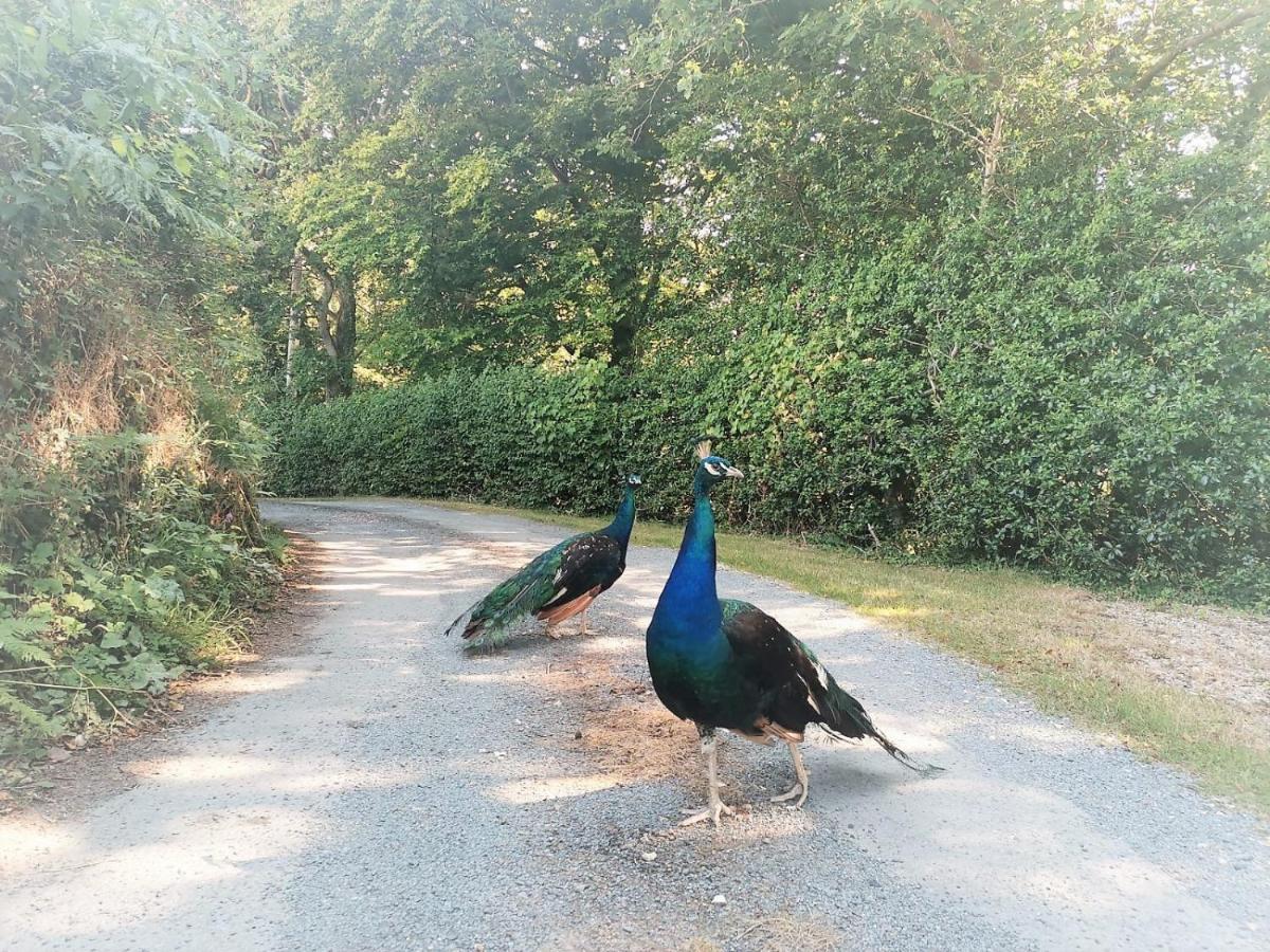 Greenways Valley Holiday Park Great Torrington Eksteriør bilde